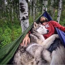 perros, camping, acampada